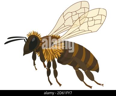 Flying bee isolated on white background. Insect in cartoon style. Stock Vector