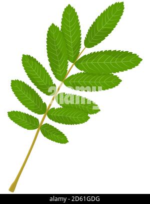 Leaf of rowan isolated on white background. Part of tree in cartoon style. Stock Vector