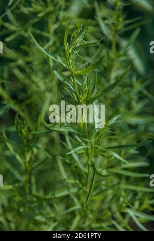 Tarragon in the garden Close-up concept of gardening, natur product without pesticides. High quality photo Stock Photo
