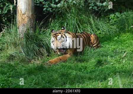 Close-up of a Sumatran tiger (Panthera tigris sondaica) resting and yawing. Stock Photo