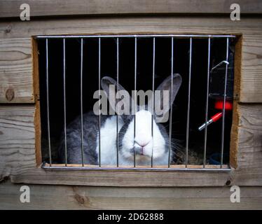 Cute home rabbit in outside Cage, Rabbit with white snout, cute little pet for family Stock Photo