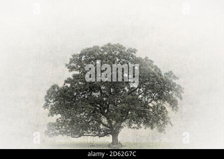 Stately Texas Gulf Coast live oak tree with a two child swing hanging from the lower branch and surrounded by fog and mist. Stock Photo