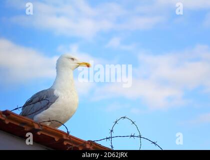 A seagull sits on the roof behind barbed wire against a blue sky. The concept of liberation from bondage. Stock Photo