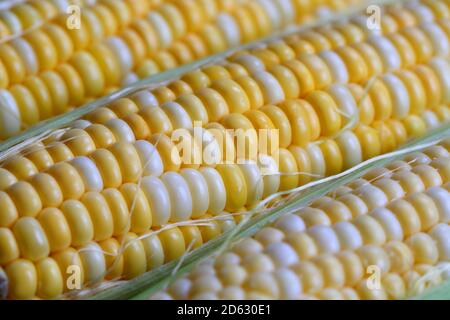 Organic ripe corn close up Stock Photo
