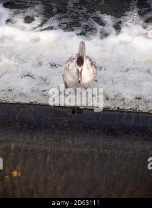 Silt-laden water rushing over a weir on the River Stour Blandford Dorset  England UK Stock Photo - Alamy