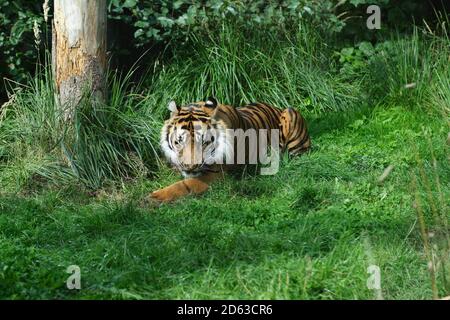 Javan tiger (Panthera tigris sondaica), a Critically Endangered ...