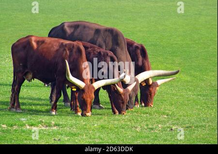 Watusi cows with long horns grazing in meadow. Stock Photo