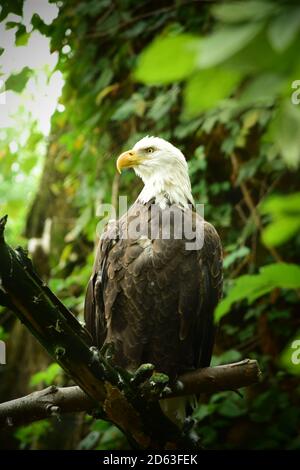 A Majestic Bald Eagle Perched On A Pine Tree In The Wild Stock Photo 