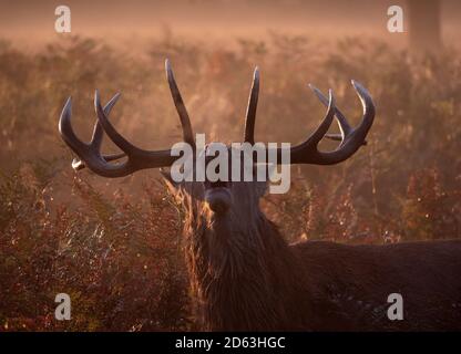 Red Deer Stag in early morning light and mist bellowing during the annual autumnal rut. Stock Photo