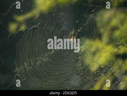 Black and yellow garden spider in web Stock Photo