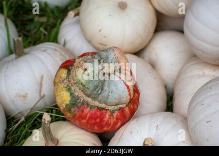 Mini white pumpkins with a turban squash in miami Stock Photo