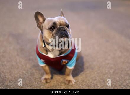 Bubbles the dog wearing a West Ham shirt outside the ground before the game Stock Photo