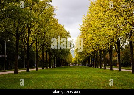Rows of trees in autumn colors and grass between the road. Stock Photo