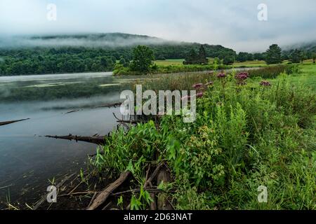 Wildflowers and fog on Quaker Lake, Allegany State Park, Cattaraugus  County, New York Stock Photo