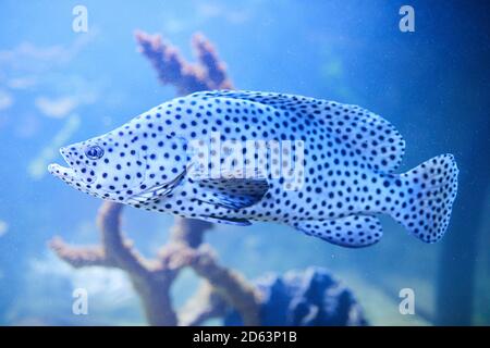 A spotted leopard fish Cromileptes altivelis swims in blue water at aquarium. Underwater image