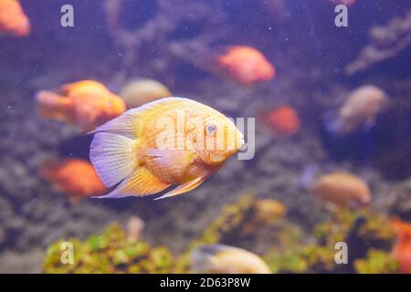 Heros efasciatus. Severum Cichlid swims in the aquarium. Red Spotted Severum Stock Photo