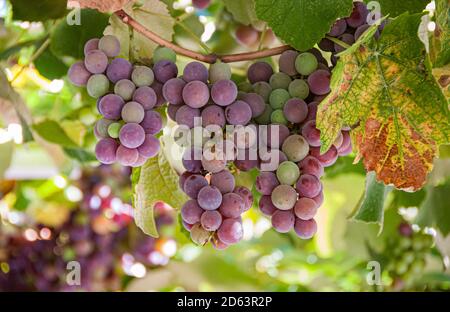 Fresh, ripe, beauitful multi-colored large grapes on the vine in a vineyard in Turkey. Close-up. Stock Photo