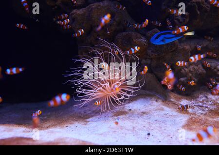 Sea anemone and different fish in marine aquarium.