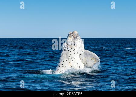 white southern right whale calf breaching, Eubalaena australis, Nuevo Gulf, Valdes Peninsula, UNESCO World Heritage Site, Argentina, South Atlantic Oc Stock Photo