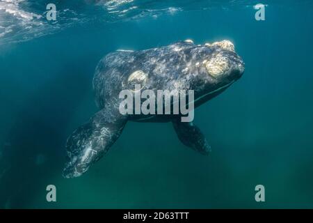 southern right whale calf, Eubalaena australis, in the shallow protected waters of the Nuevo Gulf, Valdes Peninsula, UNESCO World Heritage Site, Argen Stock Photo