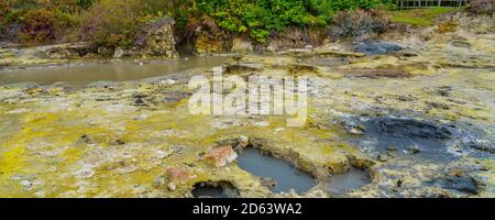 Hotsprings Of The Lake Furnas. Sao Miguel, Azores. Lagoa das Furnas Hotsprings. Sao Miguel, Azores Portugal. Steam venting at Lagoa das Furnas hotspri Stock Photo