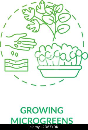 Growing microgreens concept icon Stock Vector