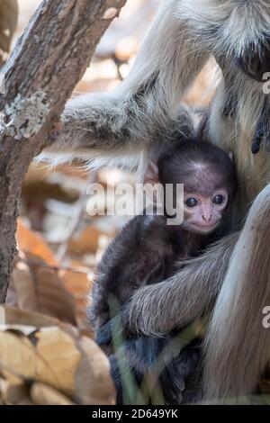 Mother and newborn Gray langur (Semnopithecus) in the wooded habitats of India Stock Photo