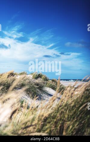 Dunes at the beach in Denmark Stock Photo