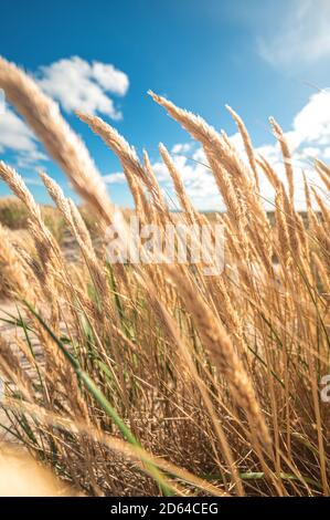 Dunes at the beach in Denmark Stock Photo