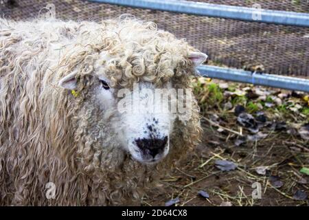 Front view of a Greyface Dartmoor is a rare breed of domestic sheep Stock Photo