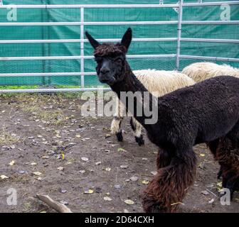 View of an alpaca from a migrating wool donor from South America, Vicugna pacos Stock Photo