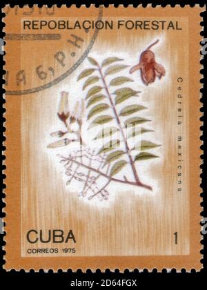 Saint Petersburg, Russia - September 18, 2020: Stamp printed in the Cuba with the image of the Cedrela mexicana, circa 1975 Stock Photo
