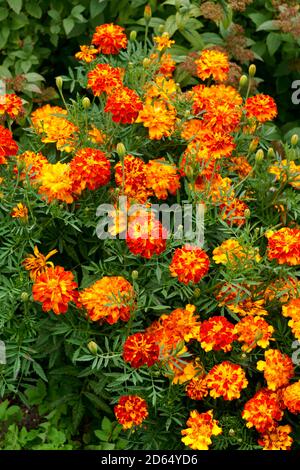 Multicolored marigold flowers in the garden on the flowerbed. Stock Photo