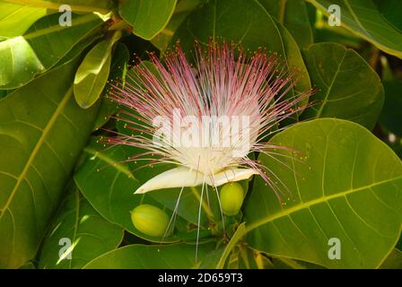 Flower on Barringtonia asiatica, also known as fish poison tree Stock Photo