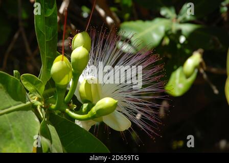 Flower on a Barringtonia asiatica, also known as fish poison tree Stock Photo
