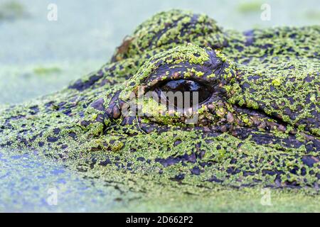 American alligator (Alligator mississippiensis) hiding in a swamp under duckweed, Brazos Bend state park, Texas, USA. Stock Photo