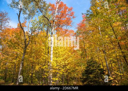 Colourf autumnal forest and blue sky Stock Photo
