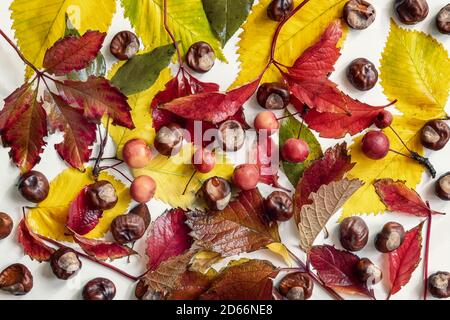 Autumn natural flat lay. Fall colorful leaves, wild small apples, berries, acorns, nuts, chestnut on light background, top view. Stock Photo