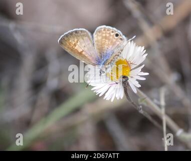 Googly eyed Marine Blue butterfly with extended proboscis on top of yellow and white flower Stock Photo