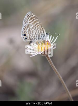 Googly eyed Marine Blue butterfly with extended proboscis on top of yellow and white flower Stock Photo