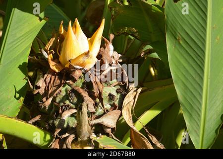 one isolated ensete lasiocarpum blossoms show its golden petals in sunny afternoon Stock Photo