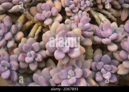 pink succulent like flowers in the garden Stock Photo