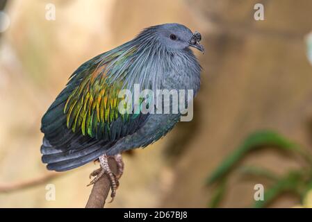 The Nicobar Pigeon is a pigeon found on small islands and in coastal regions from the Nicobar Island, east through the Malay Archipelago, to the Solom Stock Photo