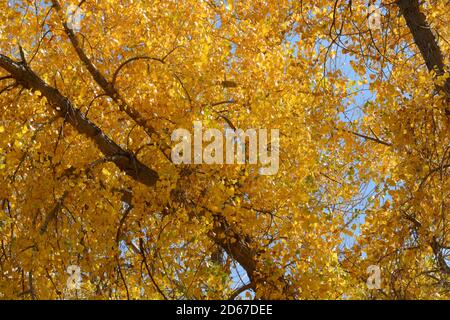 Dry golden autumn tree leaves Stock Photo
