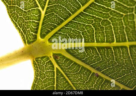 View of the structure of a fig leaf taking part of the stem against the light Stock Photo