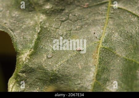 Image of the face of a fig leaf showing a specimen of Ceroplastes rusci in the larval stage Stock Photo