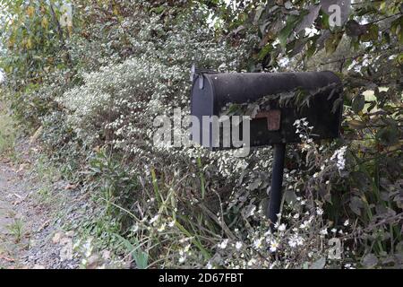 A rural mailbox is almost hidden in flowering weeds along a country road Stock Photo