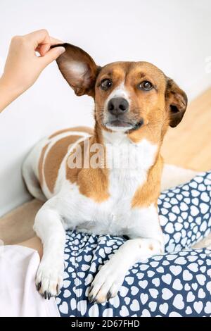 A girl lifting her dog's ear Stock Photo