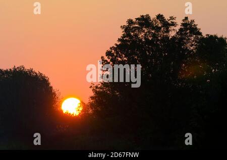 Silhouetted Trees and Sunrise Stock Photo
