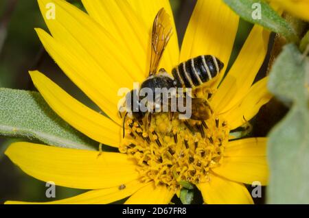 Say's Leaf-cutter Bee, Megachile inimica sayi, foraging on Maximilian sunflower, Helianthus maximiliani Stock Photo